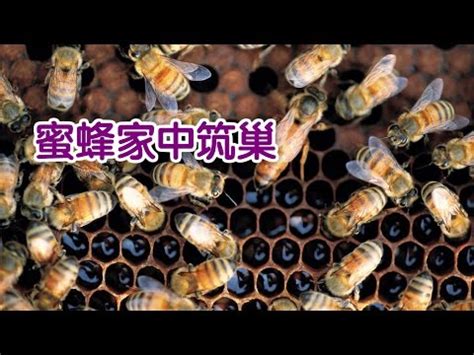 家裡有蜜蜂築巢怎麼辦|蜂窩驚魂！自保必看